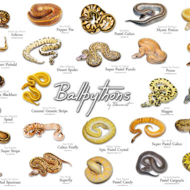 Exploring Ball Python Colors and Morphs