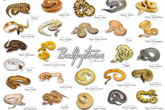 Exploring Ball Python Colors and Morphs