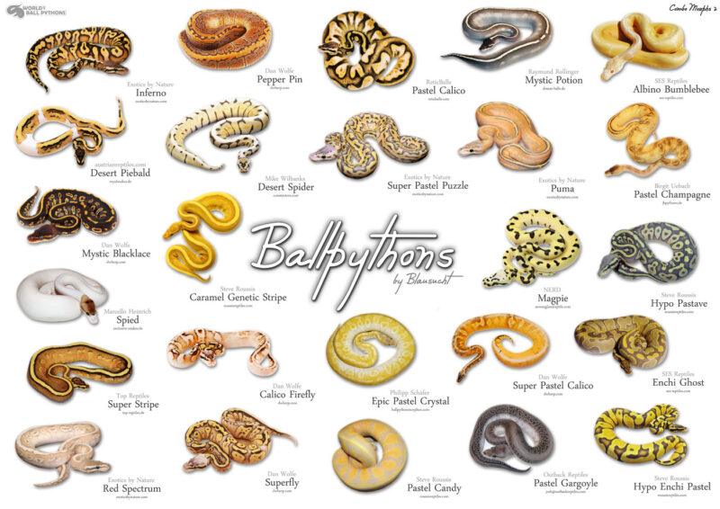 Exploring Ball Python Colors and Morphs