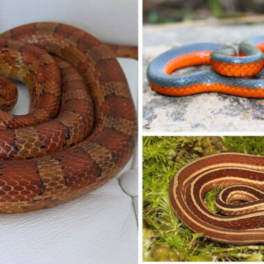 Exploring the Vibrant Colors of Corn Snakes