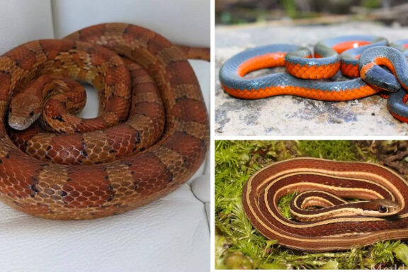 Exploring the Vibrant Colors of Corn Snakes