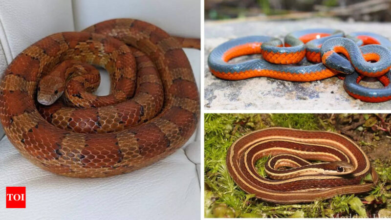 Exploring the Vibrant Colors of Corn Snakes