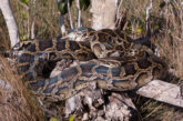 Facts About Burmese Python: Essential Guide