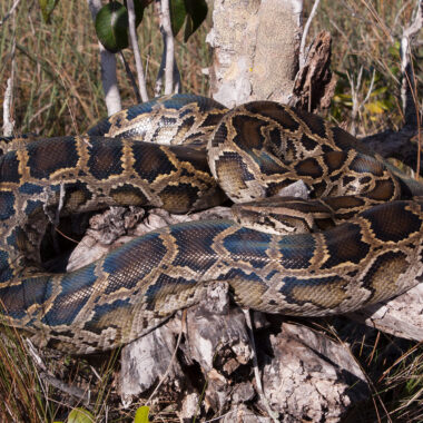 Facts About Burmese Python: Essential Guide