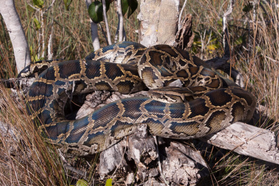 Facts About Burmese Python: Essential Guide