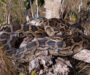 Facts About Burmese Python: Essential Guide