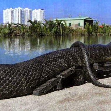 Famous Anacondas in History: Notable Giants