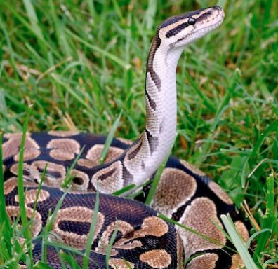 Fascinating Facts About Ball Pythons