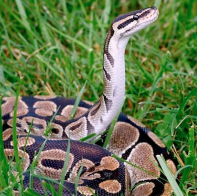 Fascinating Facts About Ball Pythons