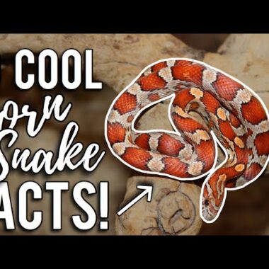 Fascinating Facts About Corn Snakes