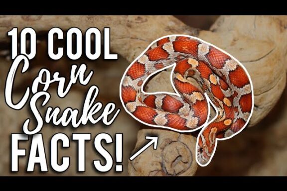 Fascinating Facts About Corn Snakes