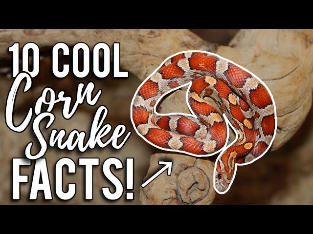 Fascinating Facts About Corn Snakes