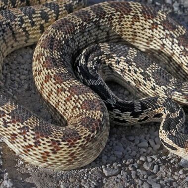 Feeding Schedule for Pet Gopher Snakes: Expert Guide