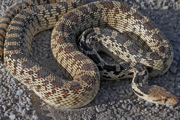 Feeding Schedule for Pet Gopher Snakes: Expert Guide