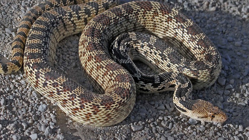 Feeding Schedule for Pet Gopher Snakes: Expert Guide