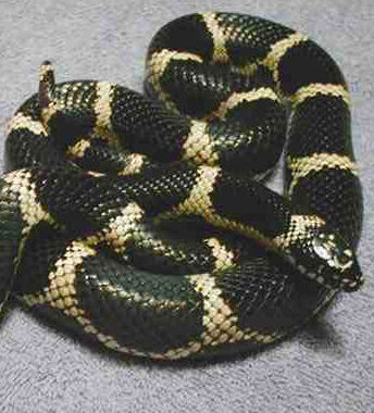 Florida King Snake: Complete Guide & Care Tips