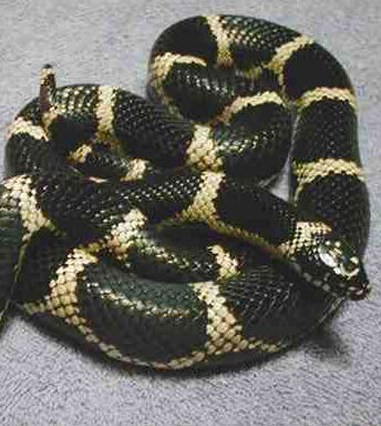 Florida King Snake: Complete Guide & Care Tips