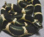 Florida King Snake: Complete Guide & Care Tips