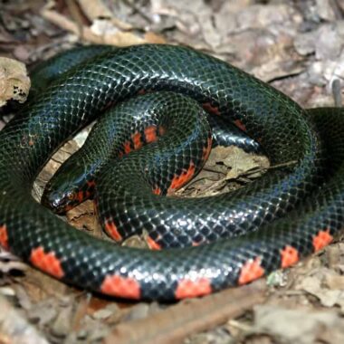 Florida Water Snake: Native Species Guide