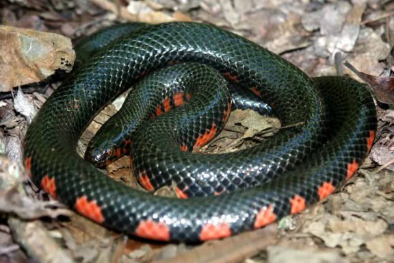 Florida Water Snake: Native Species Guide