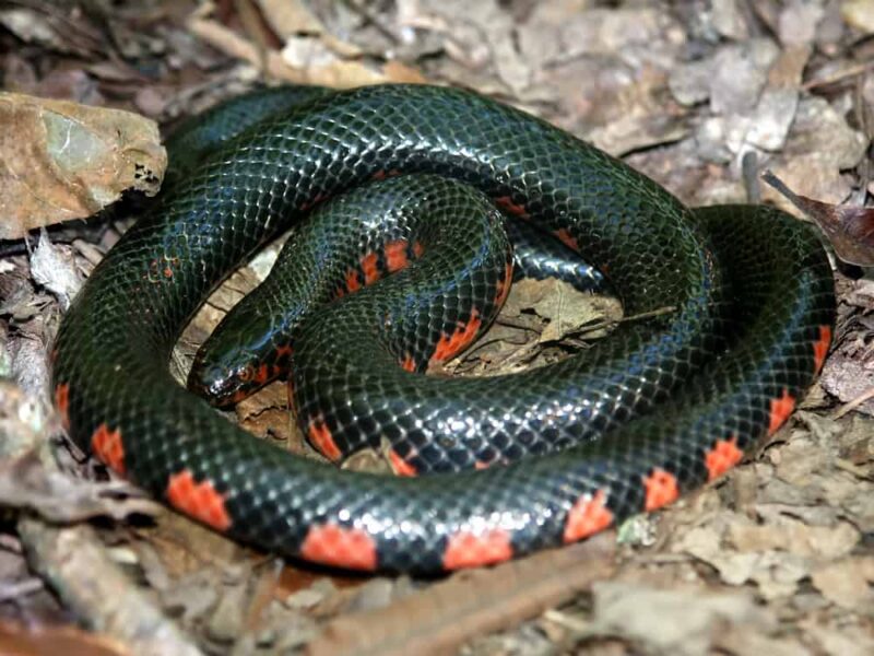 Florida Water Snake: Native Species Guide