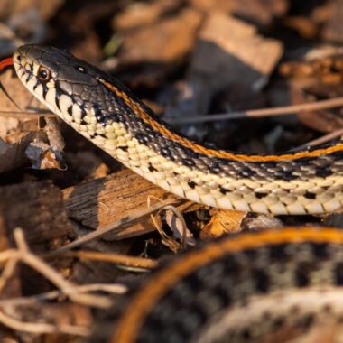 Fun Facts About Gopher Snakes: Kid-Friendly Guide