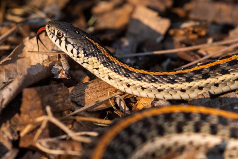 Fun Facts About Gopher Snakes: Kid-Friendly Guide