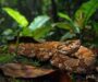 Gaboon Viper Behavior: Natural Habits Explained