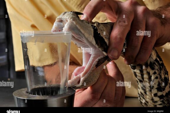 Gaboon Viper Bite Effects: Critical Medical Guide