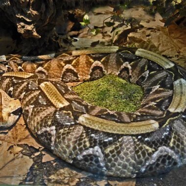 Gaboon Viper Care: Professional Handling Guide