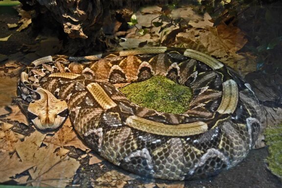 Gaboon Viper Care: Professional Handling Guide