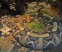 Gaboon Viper Care: Professional Handling Guide