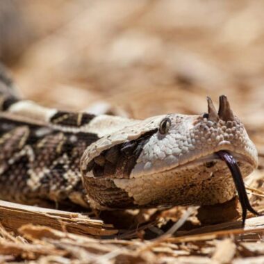 Gaboon Viper Characteristics: Key Features Guide