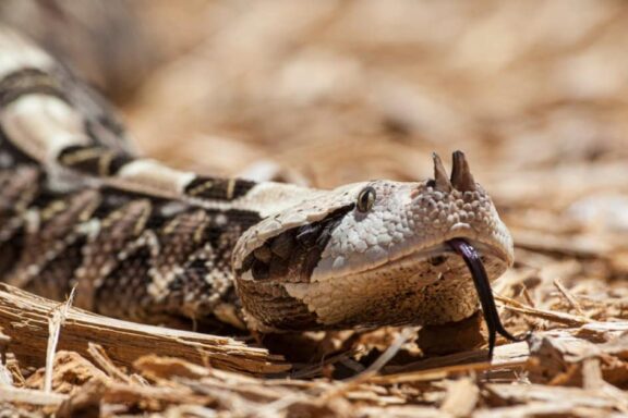 Gaboon Viper Characteristics: Key Features Guide