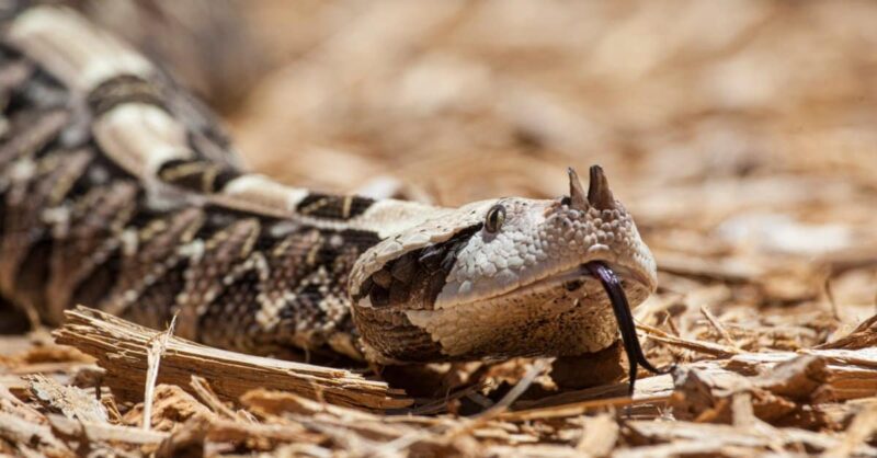 Gaboon Viper Characteristics: Key Features Guide