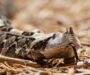 Gaboon Viper Characteristics: Key Features Guide