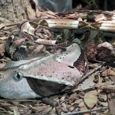 Gaboon Viper Coloring: Camouflage Patterns