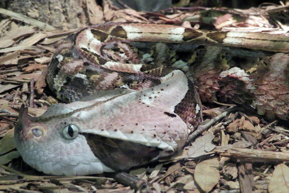 Gaboon Viper Coloring: Camouflage Patterns