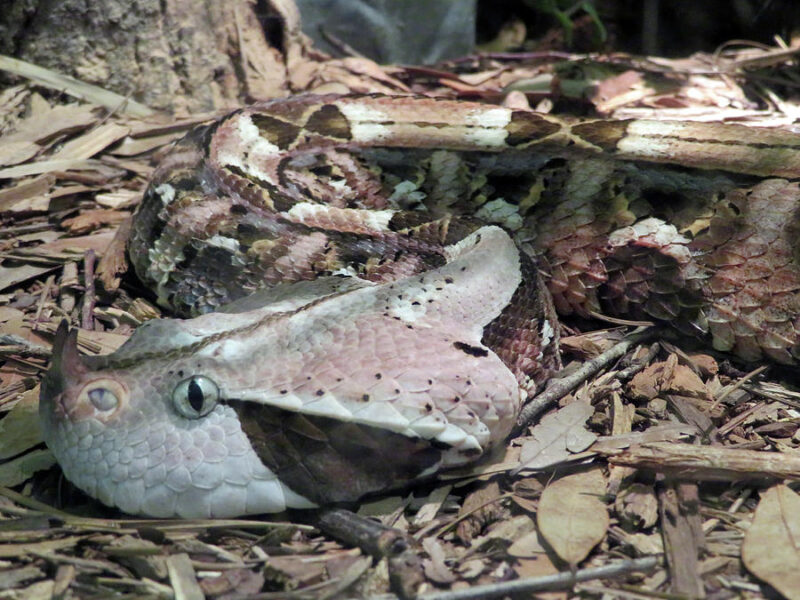 Gaboon Viper Coloring: Camouflage Patterns