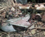 Gaboon Viper Coloring: Camouflage Patterns