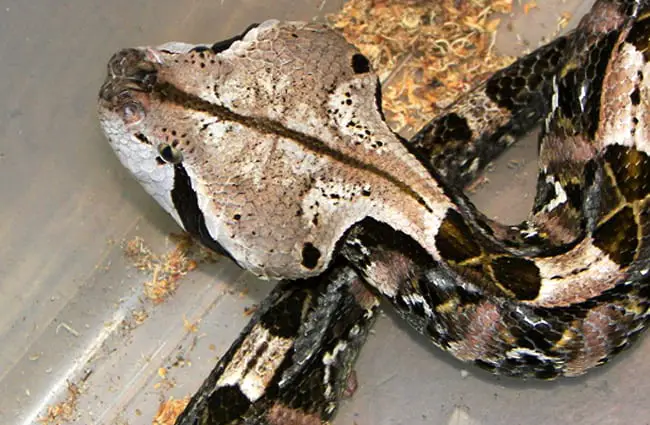 Gaboon Viper Conservation Status: Current State