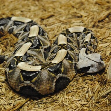 Gaboon Viper Diet: Complete Feeding Guide