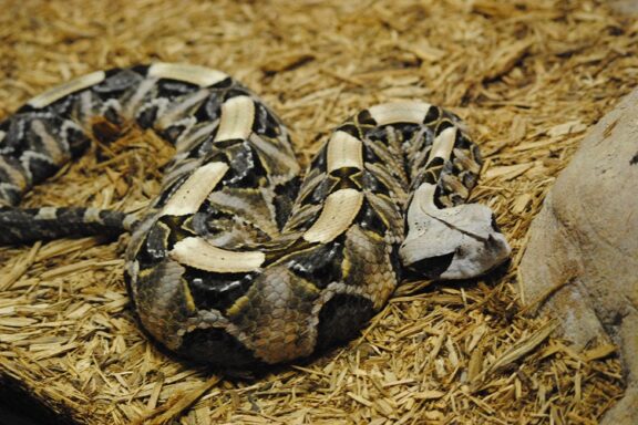 Gaboon Viper Diet: Complete Feeding Guide