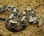 Gaboon Viper Diet: Complete Feeding Guide