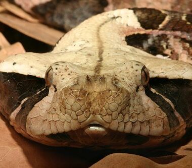 Gaboon Viper Facts: Essential Guide to Africa's Giant