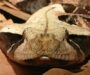 Gaboon Viper Facts: Essential Guide to Africa’s Giant