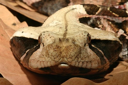 Gaboon Viper Facts: Essential Guide to Africa's Giant