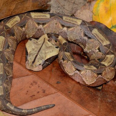 Gaboon Viper Fangs: World's Longest Snake Fangs