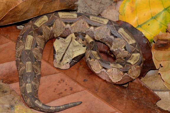 Gaboon Viper Fangs: World's Longest Snake Fangs