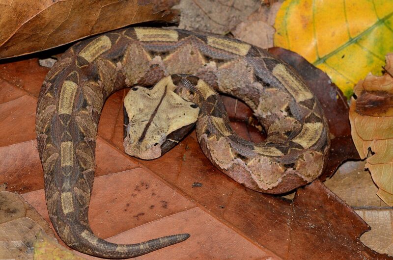 Gaboon Viper Fangs: World's Longest Snake Fangs